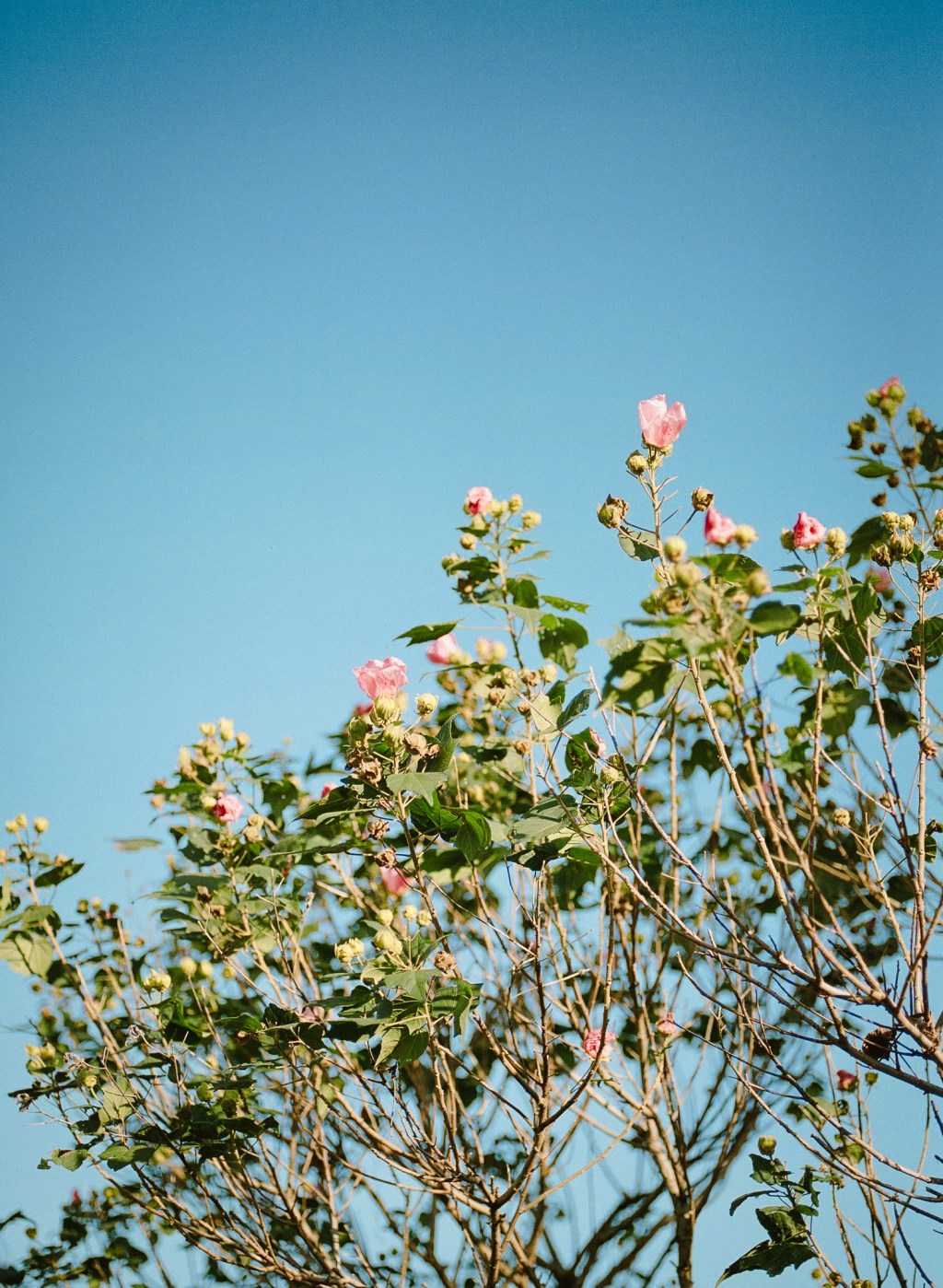 十二月十二日（金）晴れ
